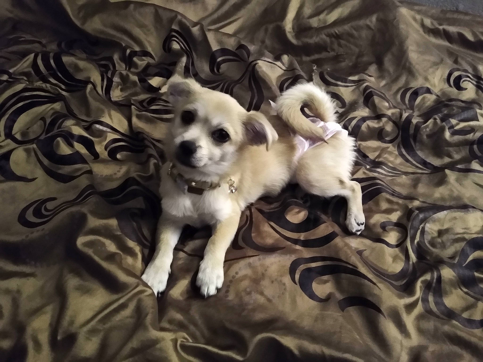 Ariya joined the competition — help win amazing prizes! ancient_dog_breeds, canidae, carnivore, companion_dog, dog, dog_breed, fawn, fur, illustration, puppy, puppy_love