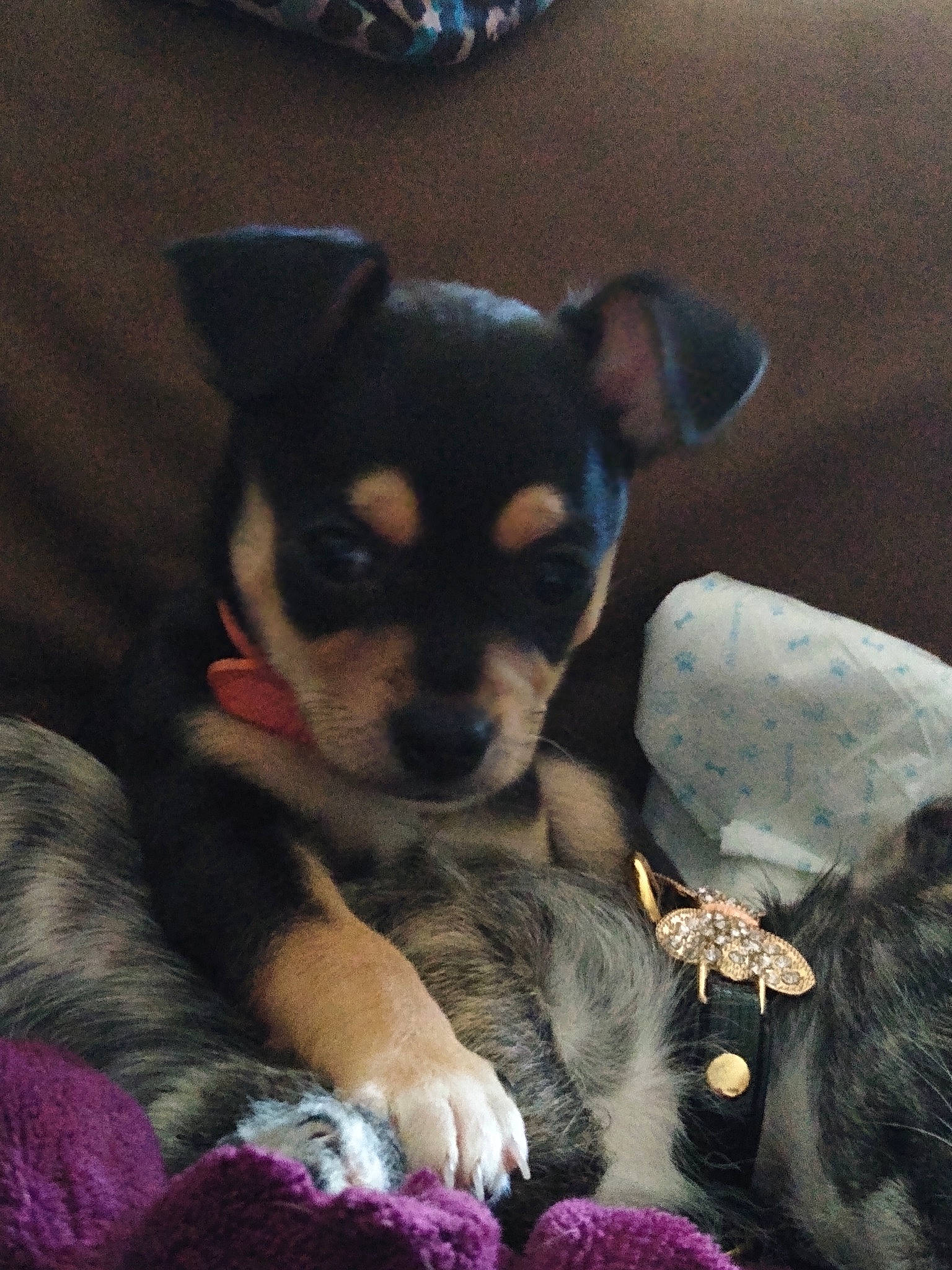 Osiris joined the competition — help win amazing prizes! black_and_tan_terrier, canidae, carnivore, chihuahua, dog, dog_breed, english_toy_terrier, fawn, feist, mammal, miniature_fox_terrier, miniature_pinscher, puppy, rare_breed_dog, rat_terrier, russkiy_toy, snout, toy_dog, vertebrate