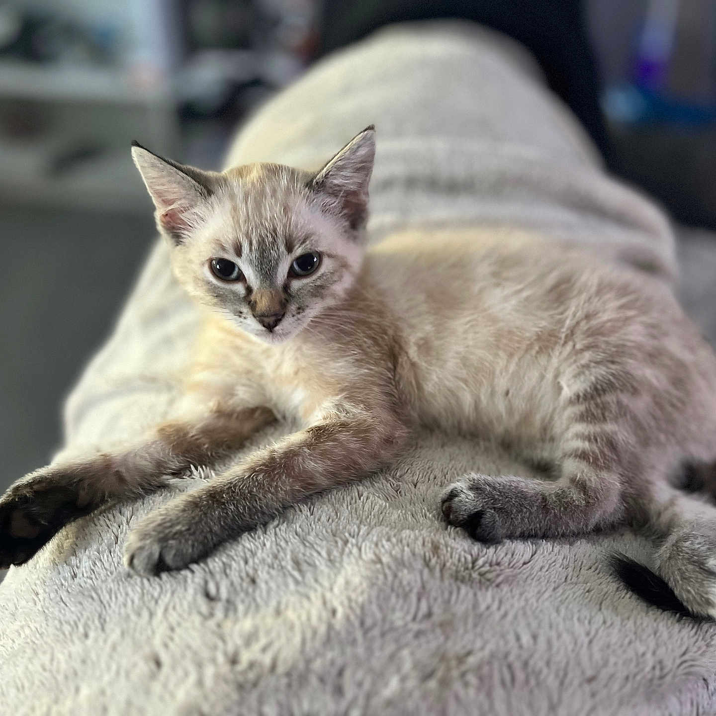 Vanille a rejoint le concours — aidez-le/la à gagner de superbes lots ! abyssinian, animal, blanket, cat, couch, furniture, kitten, manx, pet, siamese