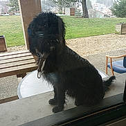 Jolicoeur participe au concours pour gagner de l'argent avec cette photo : dog, wet, black_dog, glass_door, window, outdoor, garden, grass, tree, wooden_bench, chair, patio, fence, quiet, waiting, animal, pet, nature, daytime, reflection