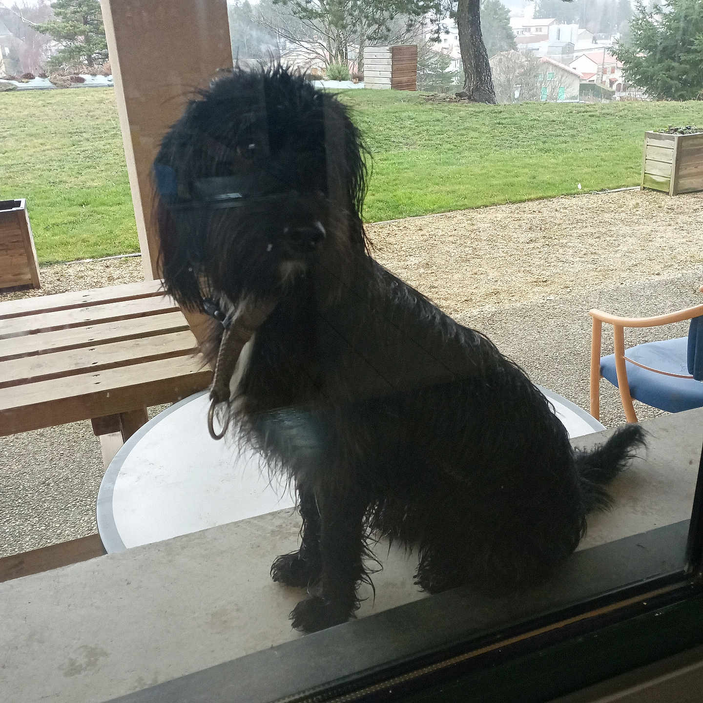Jolicoeur participe au concours pour gagner de l'argent avec cette photo : dog, wet, black_dog, glass_door, window, outdoor, garden, grass, tree, wooden_bench, chair, patio, fence, quiet, waiting, animal, pet, nature, daytime, reflection