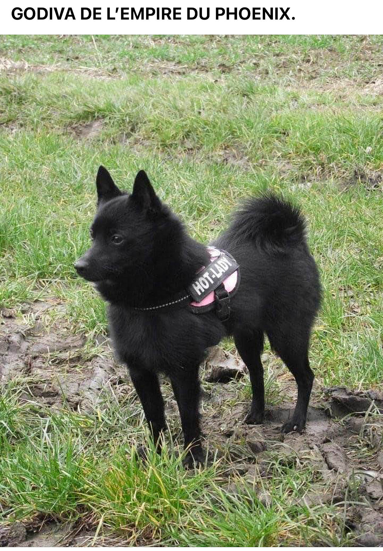 Godiva participe au concours pour gagner de l'argent avec cette photo : black_norwegian_elkhound, canidae, carnivore, companion_dog, dog, dog_breed, felidae, german_spitz_mittel, grass, grassland, non_sporting_group, plant, small_to_medium_sized_cats, sporting_group, tail, terrestrial_animal, working_animal, working_dog
