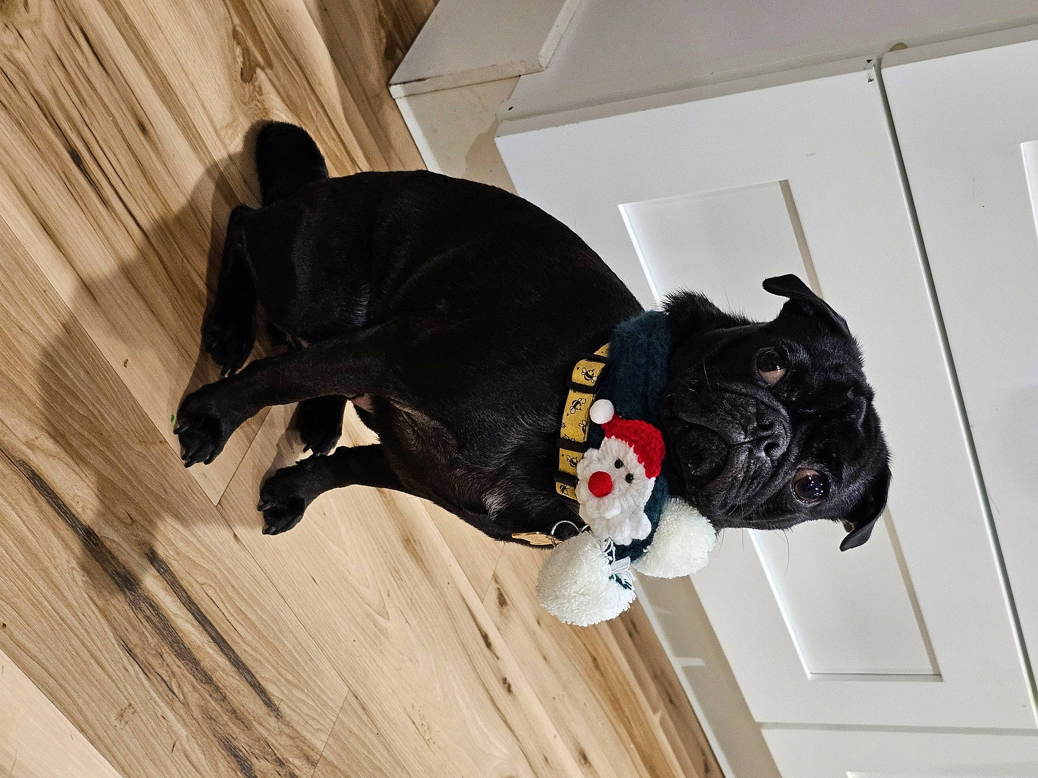 Ralph is registered to the contest to win money with this photo: canidae, carmine, carnivore, collar, companion_dog, dog, dog_breed, dog_collar, fawn, flooring, hardwood, headgear, snout, sporting_group, tail, toy, window, wood, wood_flooring, working_animal