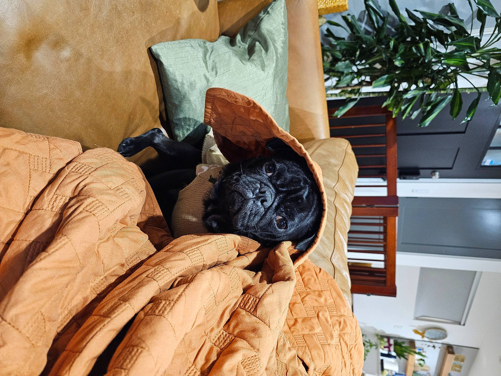 Ralph is registered to the contest to win money with this photo: automotive_tire, bag, bedding, bedroom, chair, comfort, fur, hardwood, hat, headgear, house, linens, living_room, pattern, plant, room, shelf, shelving, textile, wood