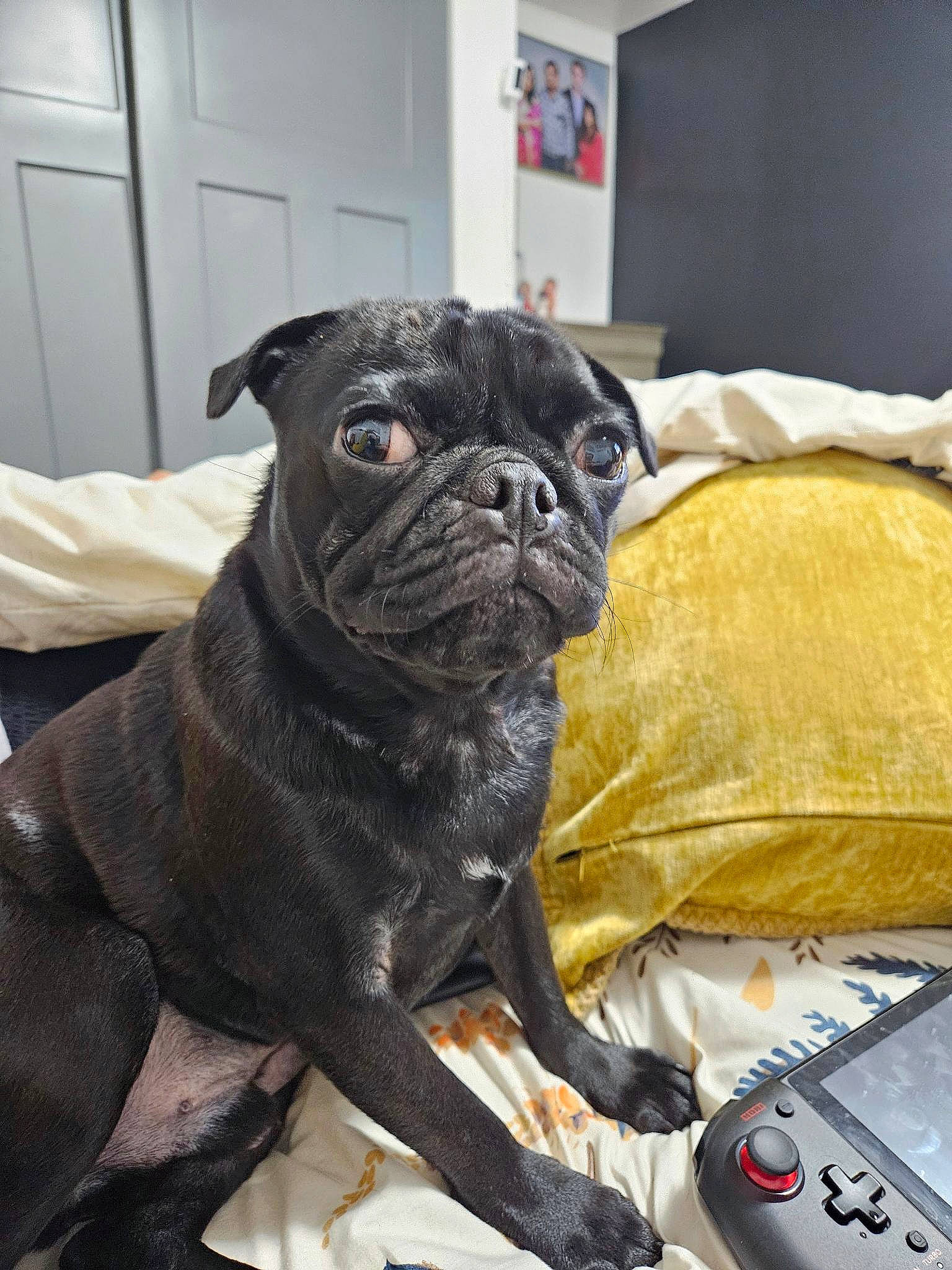 Ralph joined the competition — help win amazing prizes! answering_machine, canidae, carnivore, comfort, companion_dog, dog, dog_breed, dog_collar, door, fawn, input_device, pug, remote_control, snout, sporting_group, telephone, toy_dog, whiskers, working_animal, wrinkle
