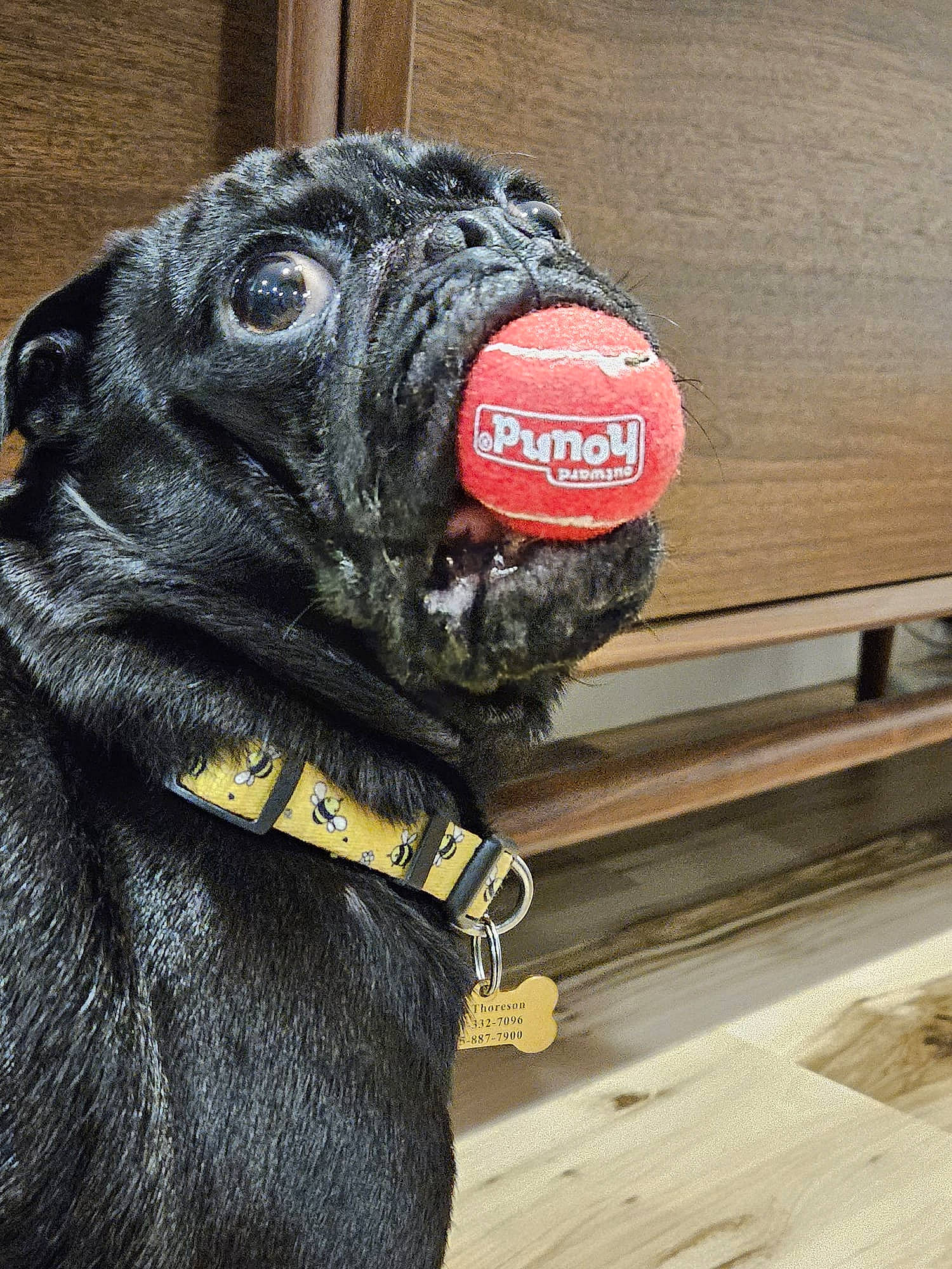 Ralph joined the competition — help win amazing prizes! canidae, carnivore, collar, companion_dog, dog, dog_breed, dog_collar, dog_supply, fur, grey, hardwood, leash, personal_protective_equipment, pet_supply, plank, snout, sporting_group, toy, wood, working_animal