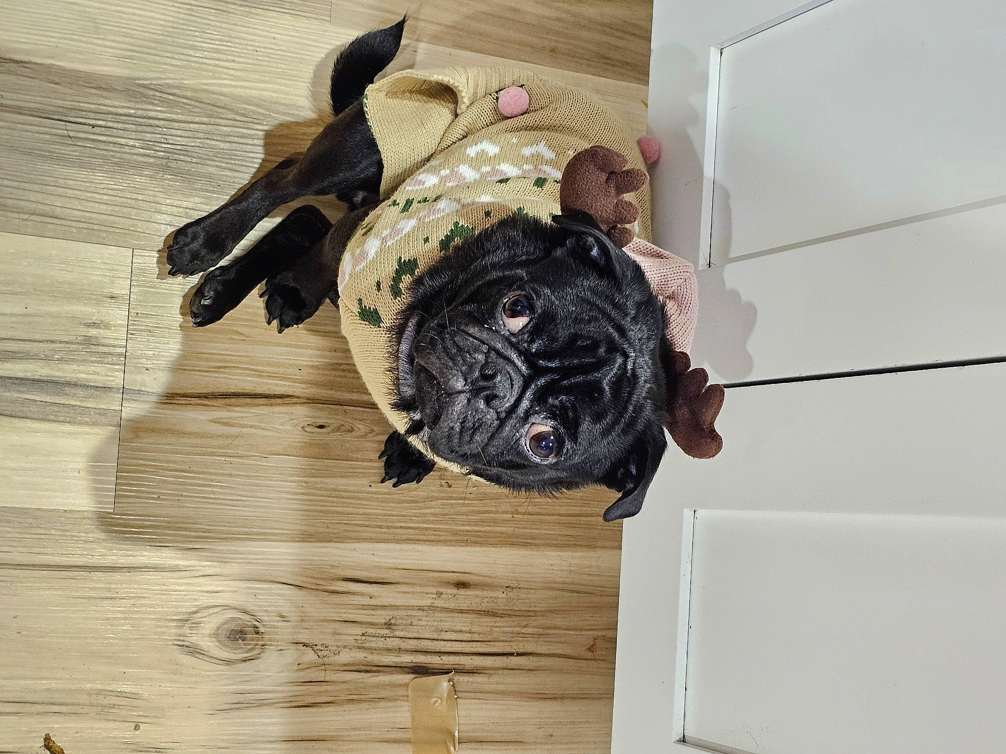 Ralph is registered to the contest to win money with this photo: ceiling, fish, flooring, glove, hardwood, natural_material, pattern, personal_protective_equipment, plank, reptile, room, safety_glove, visual_arts, wood, wood_flooring, wood_stain