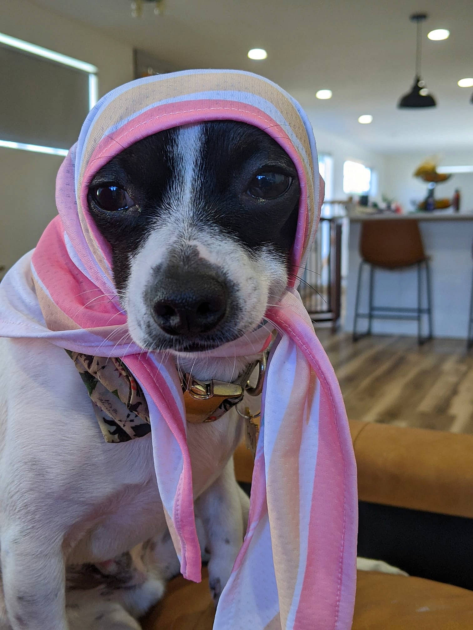 Fred joined the competition — help win amazing prizes! canidae, carnivore, collar, companion_dog, dog, dog_breed, dog_clothes, dog_collar, dog_supply, fawn, goggles, head, houseplant, personal_protective_equipment, pet_supply, snout, sporting_group, sunglasses, whiskers, working_animal