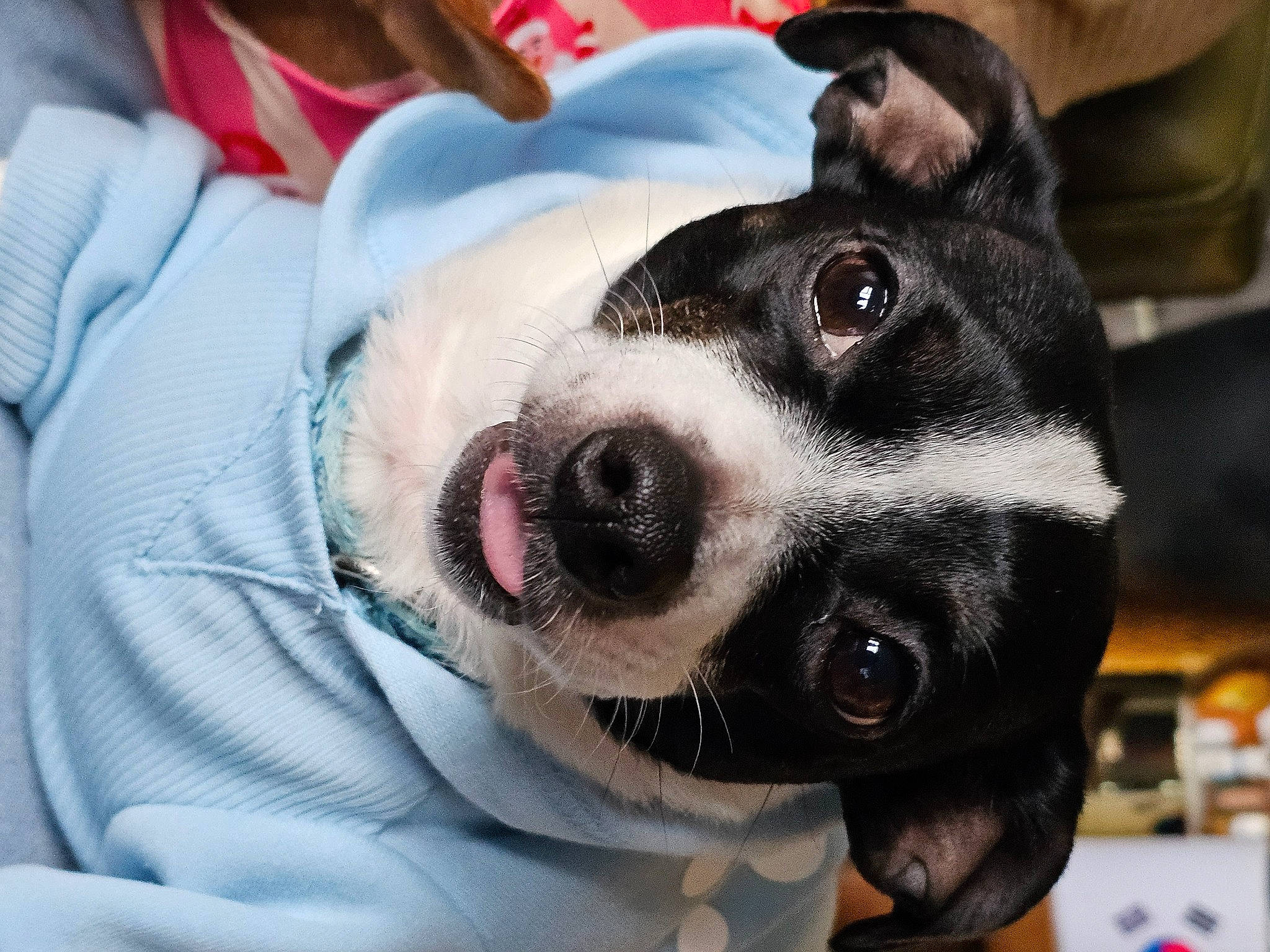 Fred joined the competition — help win amazing prizes! canidae, carnivore, collar, comfort, companion_dog, dog, dog_breed, dog_collar, dog_supply, ear, fawn, fur, jaw, non_sporting_group, paw, selfie, snout, sporting_group, whiskers, working_animal