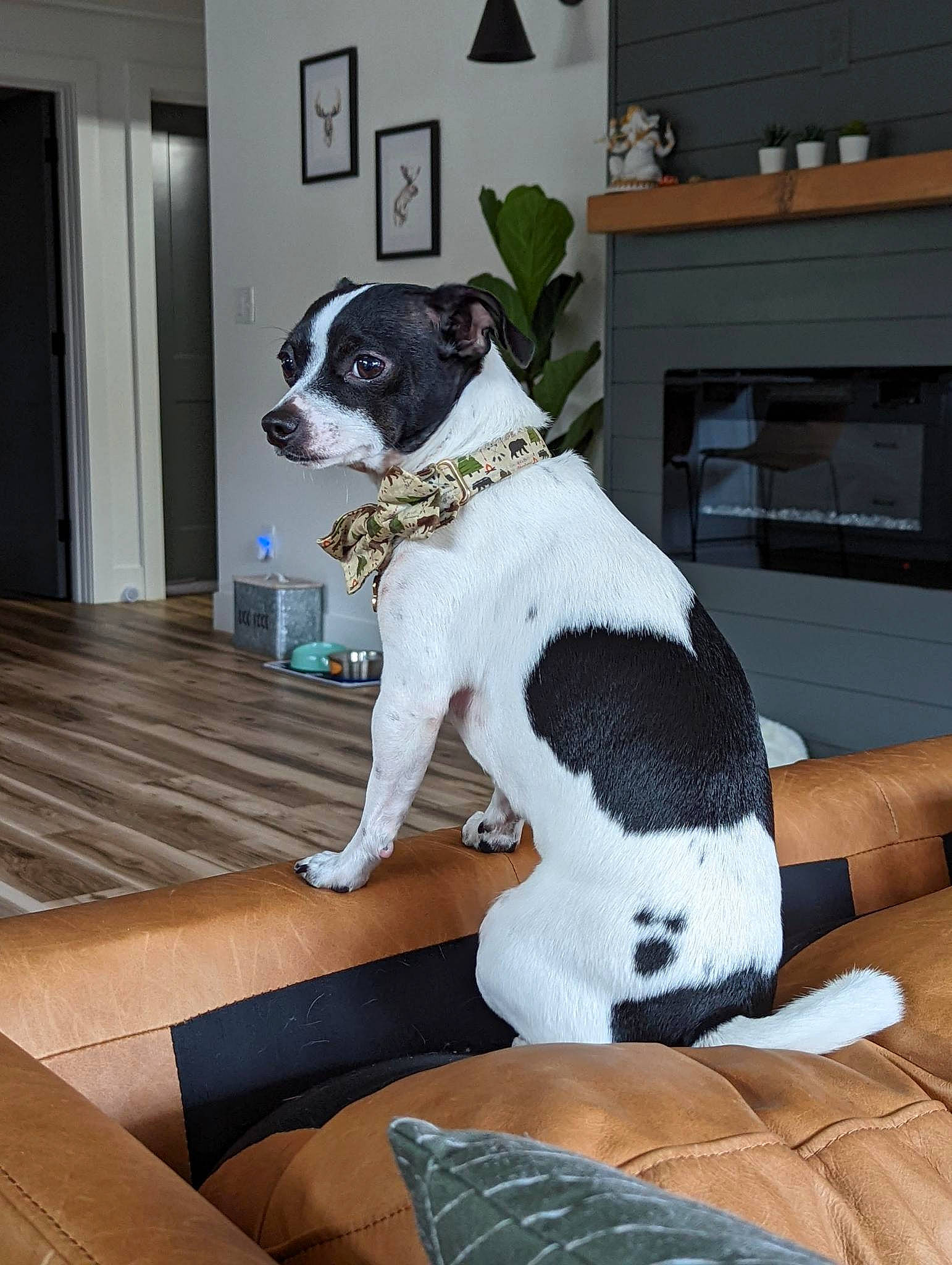 Fred is registered to the contest to win money with this photo: carnivore, chair, collar, comfort, companion_dog, couch, dog, dog_breed, dog_collar, door, fawn, flooring, fur, hardwood, plant, snout, sporting_group, tail, wood, working_animal