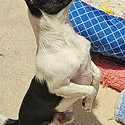 Lil Man is registered to the contest to win money with this photo: dog, black_and_white, small_dog, sitting, indoor, carpet, blanket, pet, cute, attentive, animal, fur, ears, tail, paw, companion, domestic, cute_pet, looking_up, cozy