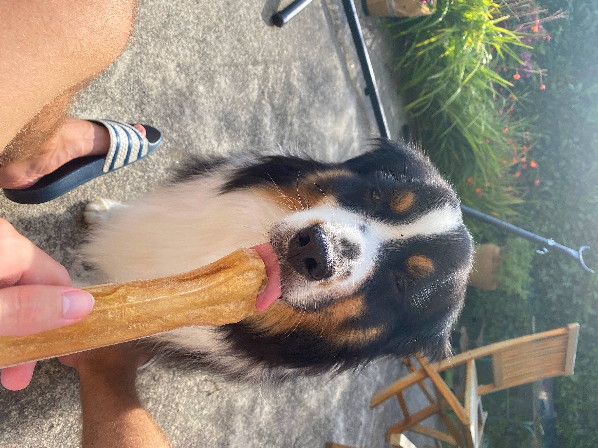 Oreo a rejoint le concours — aidez-le/la à gagner de superbes lots ! bernese_mountain_dog, canidae, carnivore, companion_dog, dog, dog_breed, dog_supply, flowerpot, foot, fur, hand, human_leg, nail, paw, plant, snout, sporting_group, terrestrial_animal, working_dog, wrist