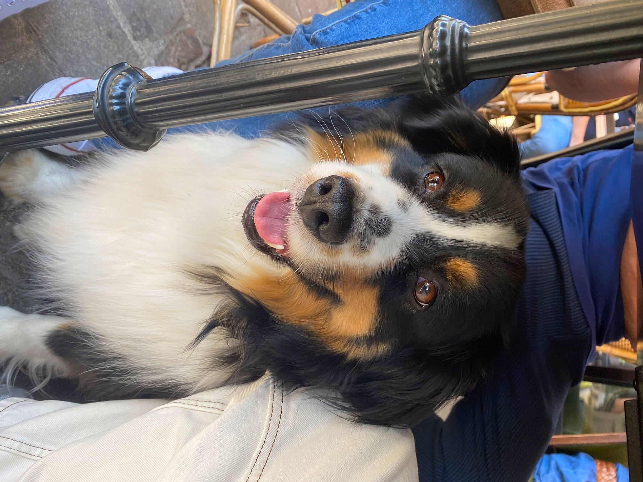Oreo a rejoint le concours — aidez-le/la à gagner de superbes lots ! bernese_mountain_dog, canidae, carnivore, collar, companion_dog, dog, dog_breed, fur, herding_dog, paw, rim, snout, sporting_group, terrestrial_animal, whiskers, working_dog