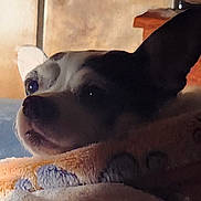 Rosie joined the competition — help win amazing prizes! animal, black, blanket, brown, close_up, comfort, cozy, dog, ear, face, fur, home, indoors, looking, pet, portrait, resting, sleepy, soft, white