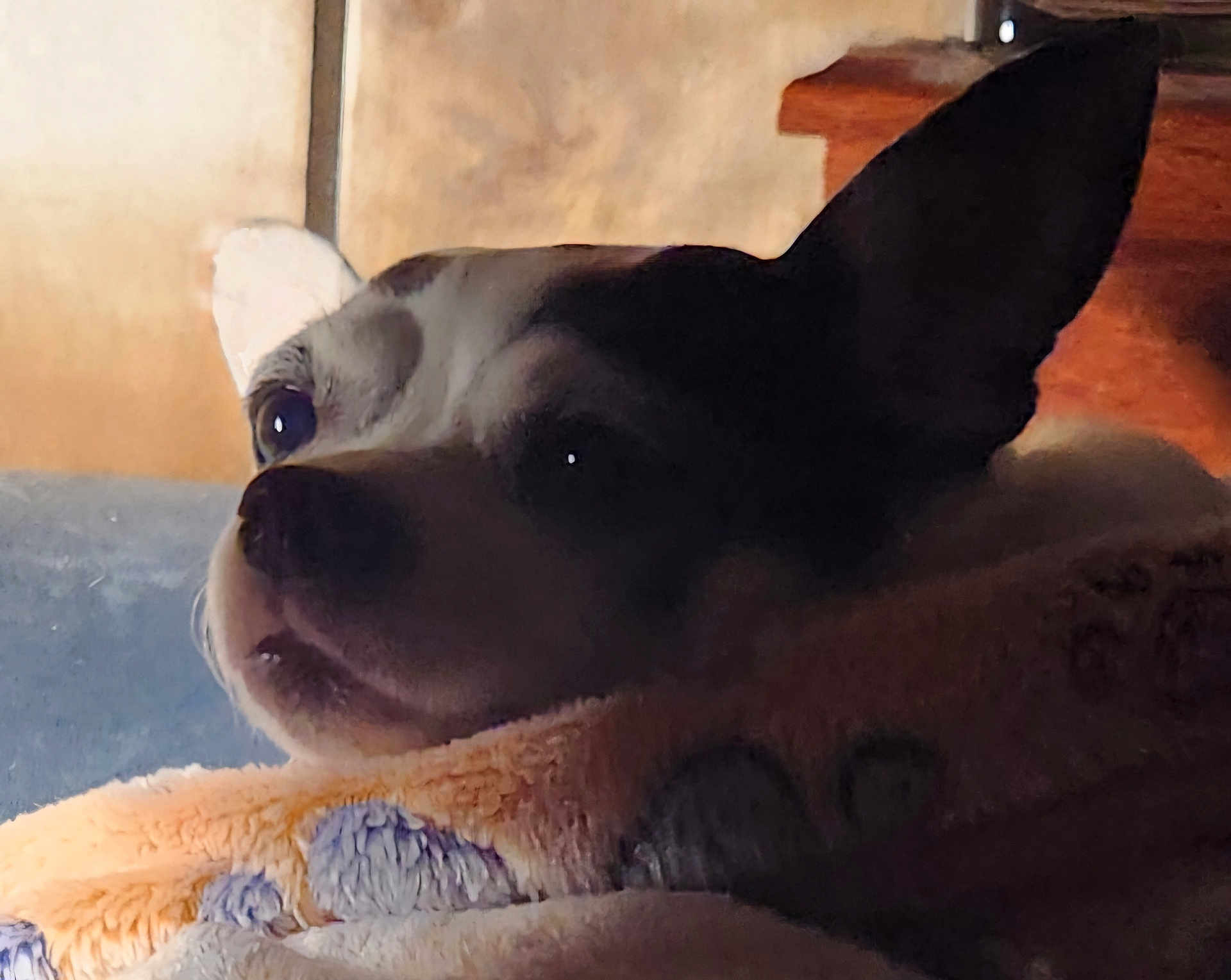 Rosie