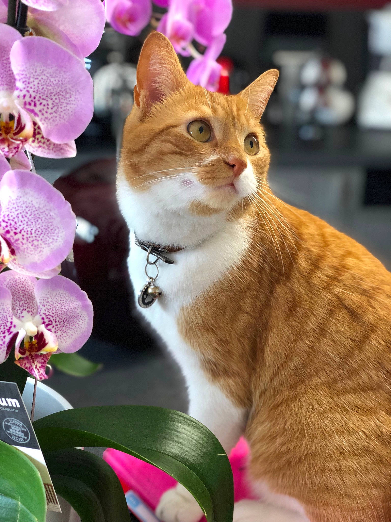 Mao a rejoint le concours — aidez-le/la à gagner de superbes lots ! carnivore, cat, collar, domestic_short_haired_cat, fawn, felidae, flower, fur, grass, magenta, organism, paw, petal, photo_caption, pink, plant, small_to_medium_sized_cats, tail, terrestrial_plant, whiskers