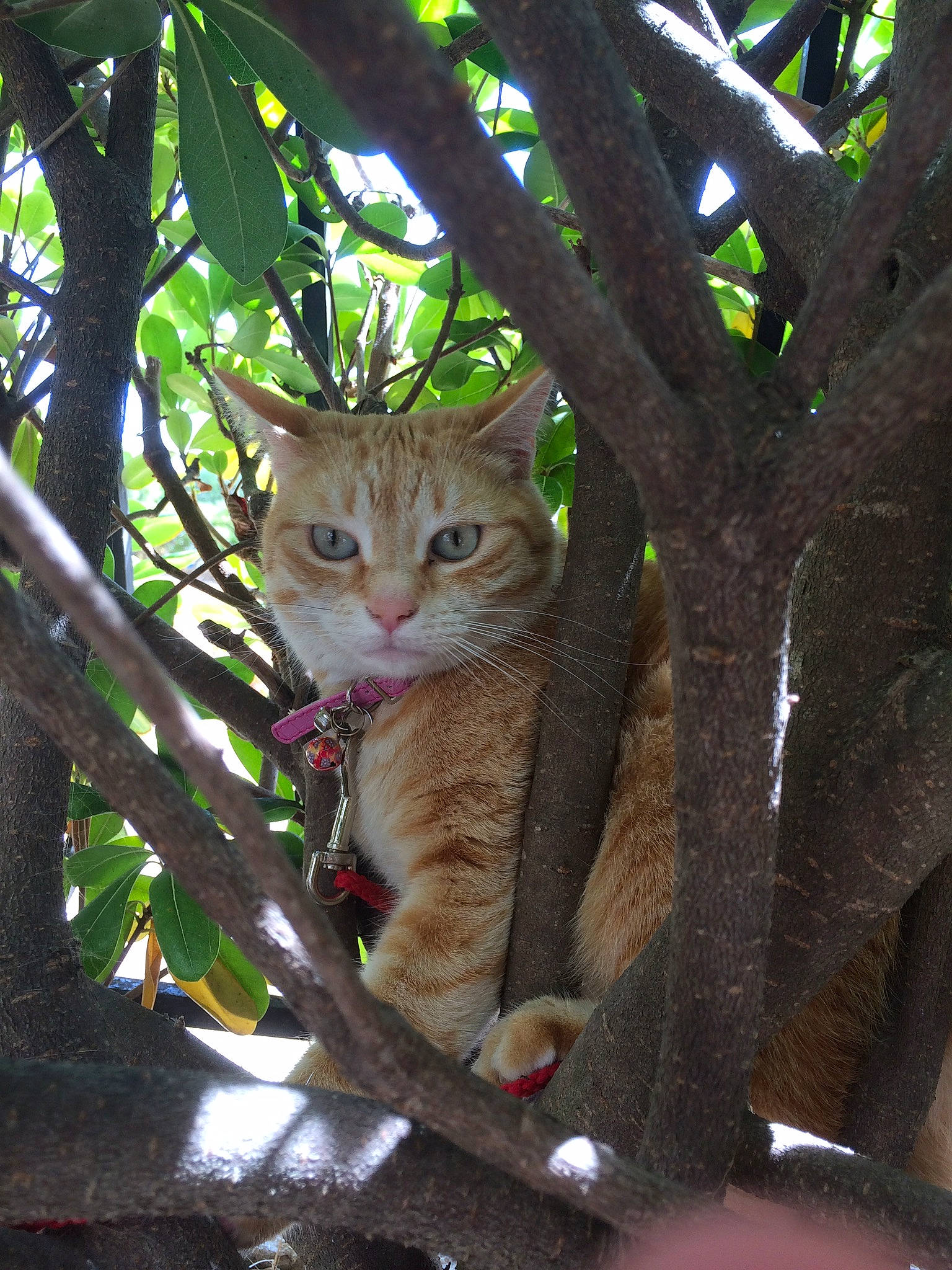 Chipette participe au concours pour gagner de l'argent avec cette photo : botany, branch, carnivore, cat, eye, fawn, felidae, grass, leaf, mammal, nature, small_to_medium_sized_cats, snout, tail, tree, trunk, twig, whiskers, wood, woody_plant
