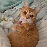 Miku joined the competition — help win amazing prizes! bed, blanket, cat, collar, cozy, curious, cute, domestic_animal, ears, feline, floral_pattern, fur, indoor, looking_at_camera, orange_tabby, pet, resting, sleepy, striped_pattern, whiskers