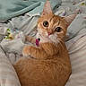 bed, blanket, cat, collar, cozy, curious, cute, domestic_animal, ears, feline, floral_pattern, fur, indoor, looking_at_camera, orange_tabby, pet, resting, sleepy, striped_pattern, whiskers