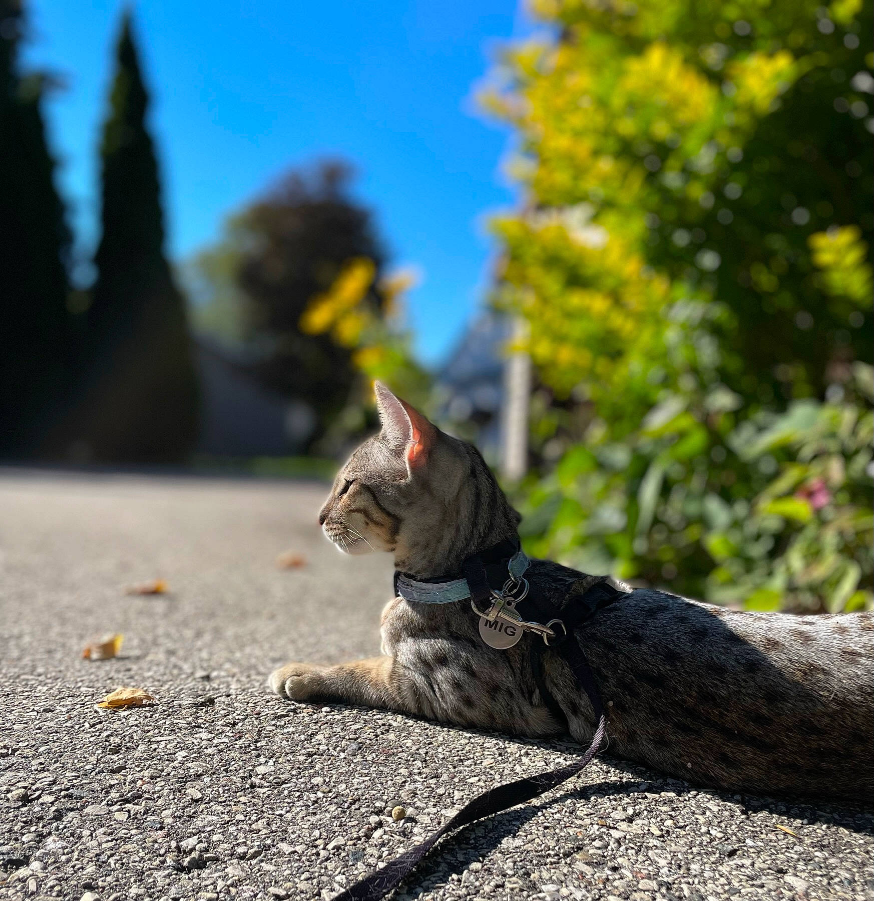 Mig joined the competition — help win amazing prizes! asphalt, branch, carnivore, cat, eye, fawn, felidae, grass, landscape, plant, road, road_surface, sky, small_to_medium_sized_cats, snout, tail, tree, trunk, whiskers, wood