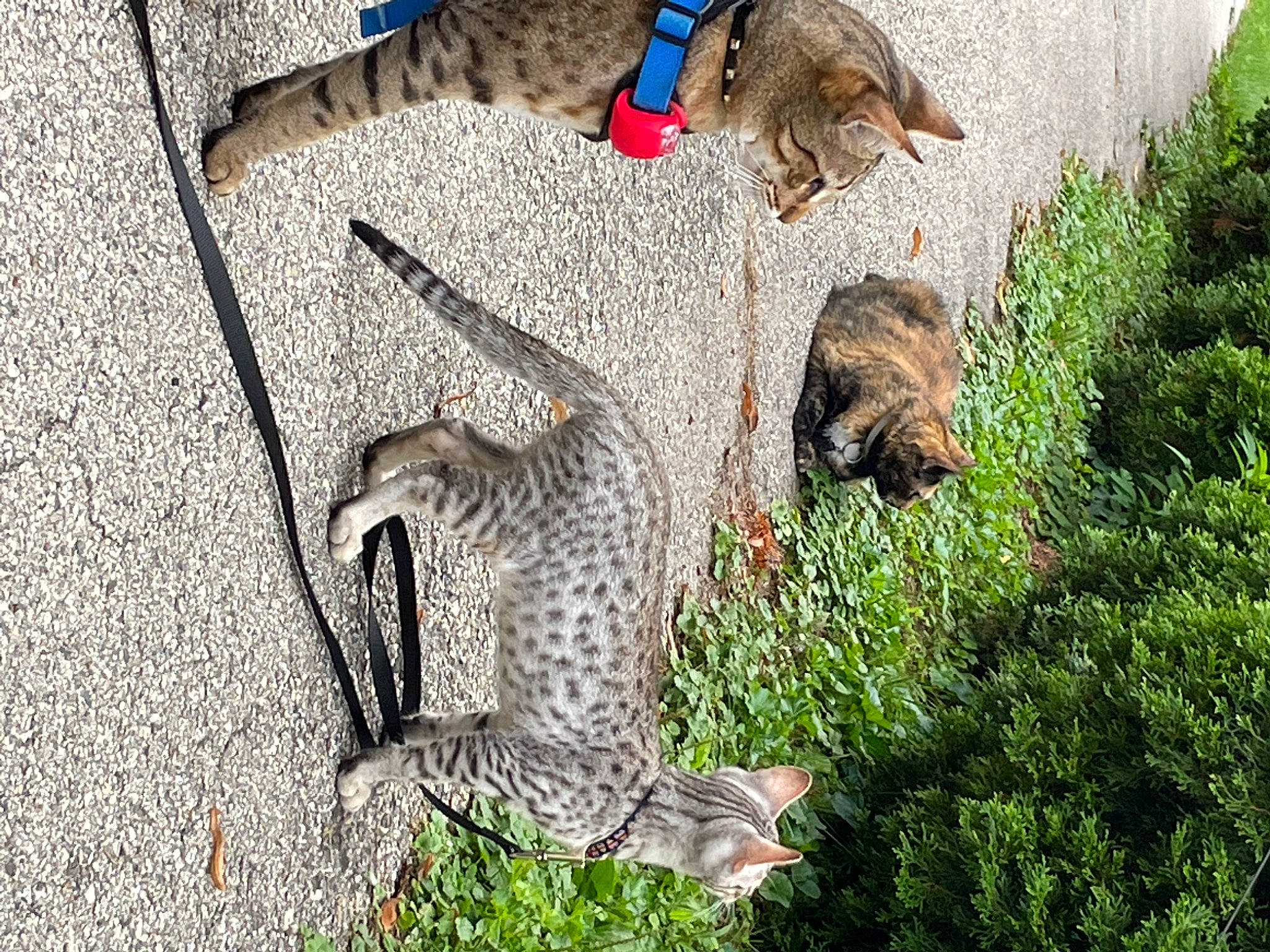 Mig is registered to the contest to win money with this photo: art, carnivore, cat, claw, domestic_short_haired_cat, fawn, felidae, fur, grass, groundcover, mammal, pattern, plant, small_to_medium_sized_cats, snout, tail, terrestrial_animal, vertebrate, whiskers, wildlife