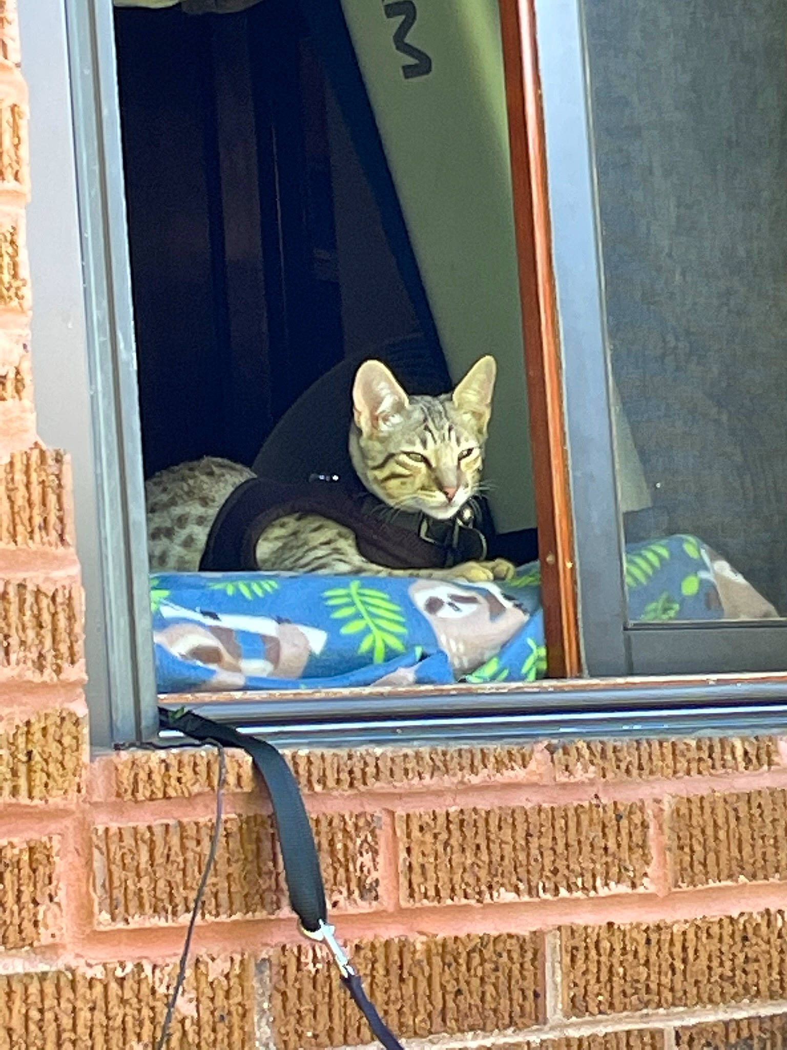 Mig joined the competition — help win amazing prizes! art, carnivore, cat, chair, domestic_short_haired_cat, door, electric_blue, felidae, flooring, glass, linens, outdoor_furniture, rectangle, room, small_to_medium_sized_cats, tail, visual_arts, whiskers, window, wood