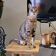 Amour joined the competition — help win amazing prizes! animal, cat, curious, decor, domestic, feline, folding_table, framed_photo, home, houseplant, indoor, looking_at_camera, orange_collar, pet, sitting, spotted_cat, television, tv, wooden_cup, wooden_table