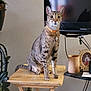 animal, cat, curious, decor, domestic, feline, folding_table, framed_photo, home, houseplant, indoor, looking_at_camera, orange_collar, pet, sitting, spotted_cat, television, tv, wooden_cup, wooden_table