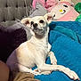dog, small_dog, white_dog, blanket, plush_pillow, couch, indoor, pet, furniture, cozy, relaxed, animal, companion, cute, alert, resting, home, soft_texture, toy, living_room
