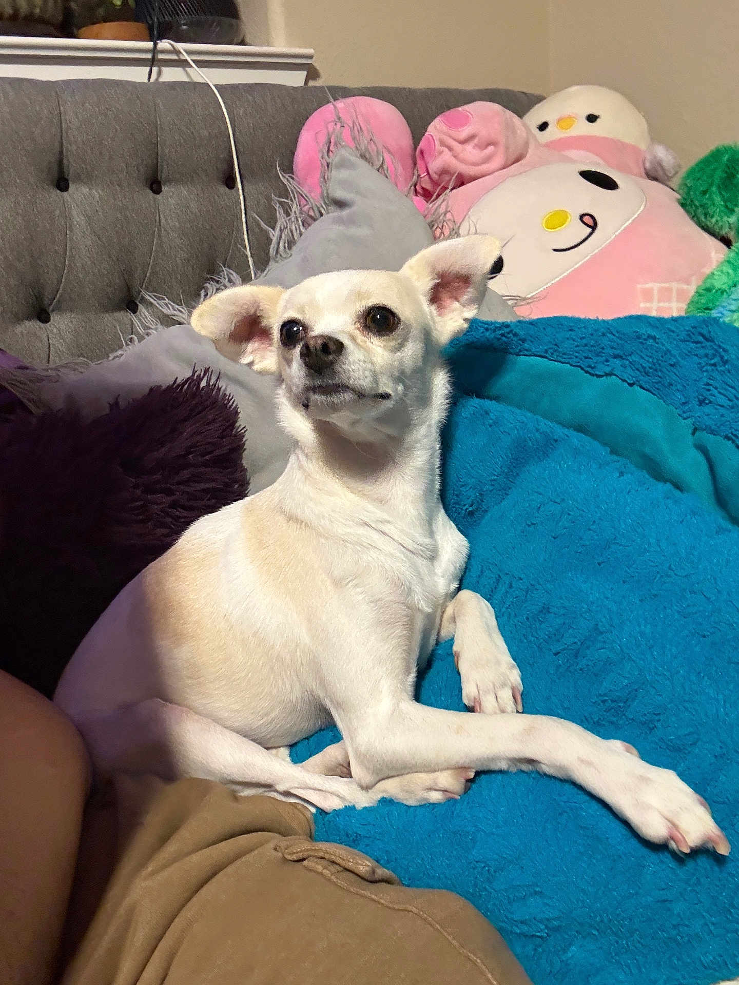 Mouse joined the competition — help win amazing prizes! dog, small_dog, white_dog, blanket, plush_pillow, couch, indoor, pet, furniture, cozy, relaxed, animal, companion, cute, alert, resting, home, soft_texture, toy, living_room