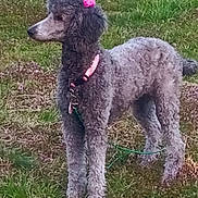 Lucy joined the competition — help win amazing prizes! dog, poodle, gray_dog, curly_fur, pet, animal, collar, bow, grass, outdoor, standing, canine, mammal, fur, leash, alert, nature, cute, companion, side_view