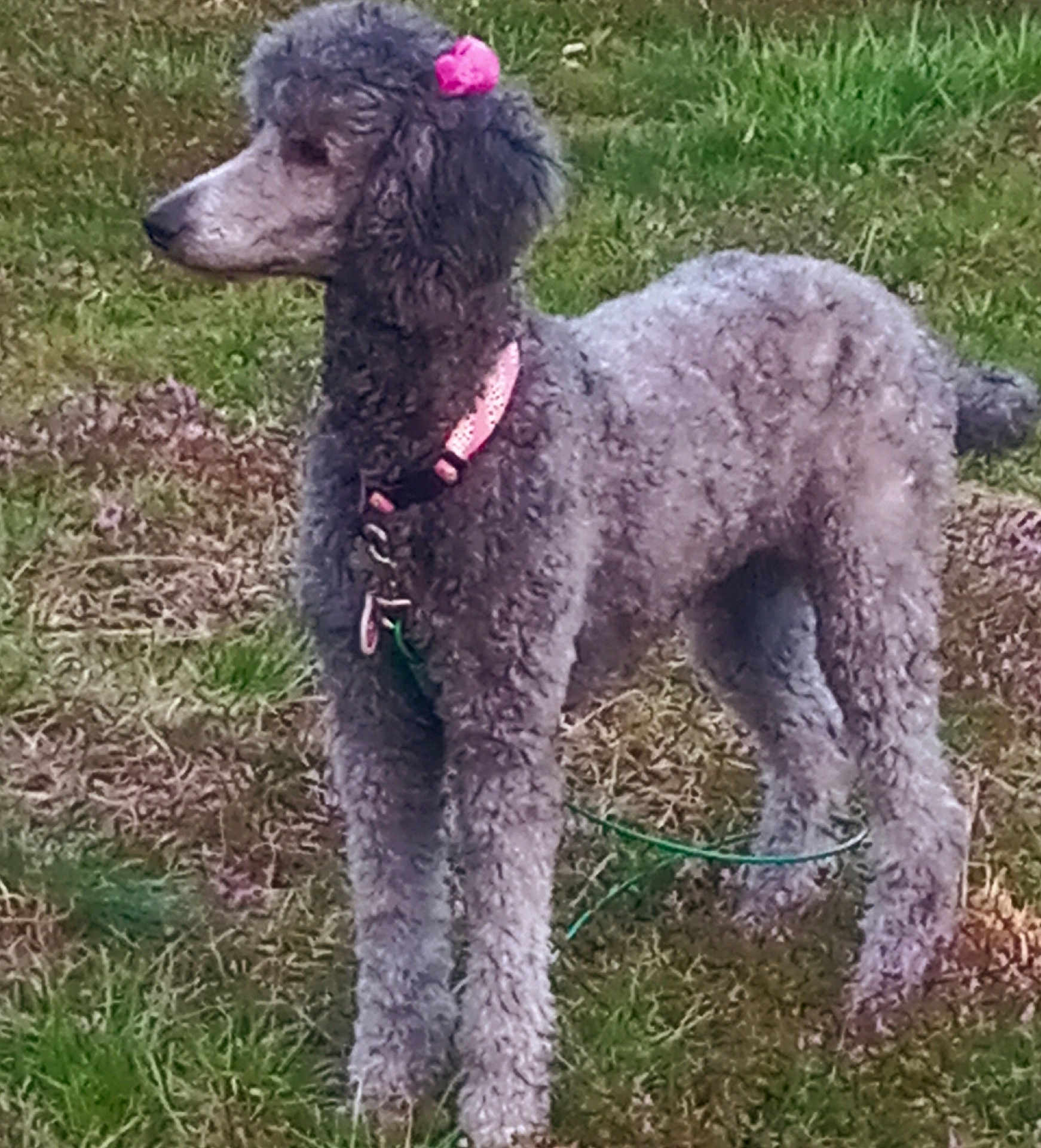 Lucy