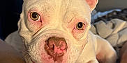 Rosie is registered to the contest to win money with this photo: dog, white_dog, close_up, pet, animal, ears, nose, mouth, eyes, indoor, blurred_background, cute, friendly, canine, fur, portrait, looking_at_camera, expression, paw, companion