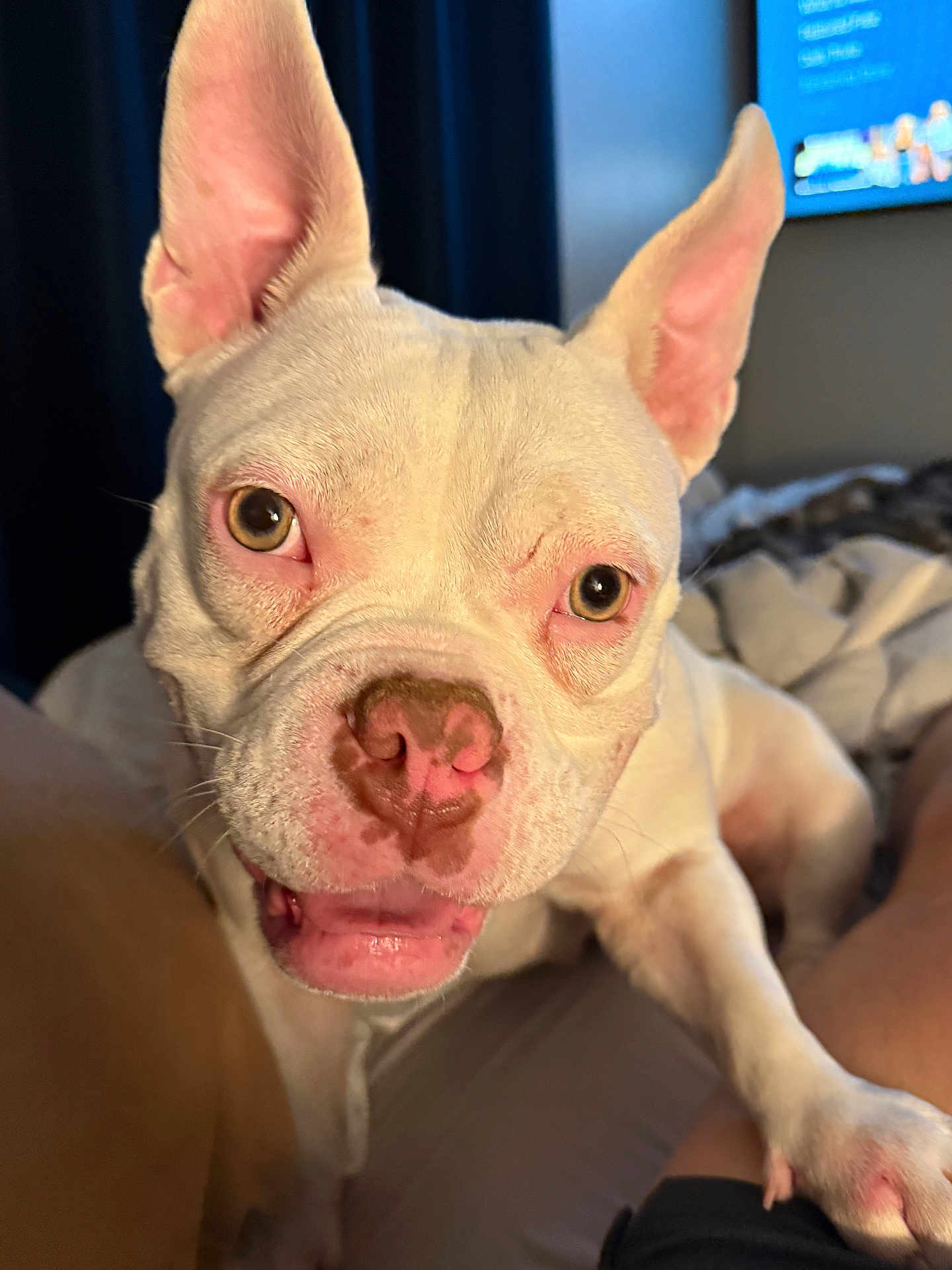 Rosie