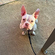 Rosie joined the competition — help win amazing prizes! dog, white_dog, pet, leash, outdoor, dirt_ground, ears, looking_up, canine, animal, companion, obedient, sitting, close_up, cute, domestic_animal, daylight, patio, ground, waiting