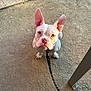 dog, white_dog, pet, leash, outdoor, dirt_ground, ears, looking_up, canine, animal, companion, obedient, sitting, close_up, cute, domestic_animal, daylight, patio, ground, waiting