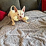 Rosie is registered to the contest to win money with this photo: dog, white_dog, bone, toy, couch, blanket, red_pillow, gray_pillow, indoor, pet, playful, ears, fur, home, relaxing, animal, canine, cute, companion, furniture