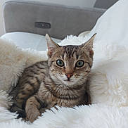 Vina participe au concours pour gagner de l'argent avec cette photo : abyssinian, angora, animal, armchair, blanket, cat, chair, clothing, couch, cushion, egyptiancat, fur, furniture, homedecor, kitten, manx, pet, siamese