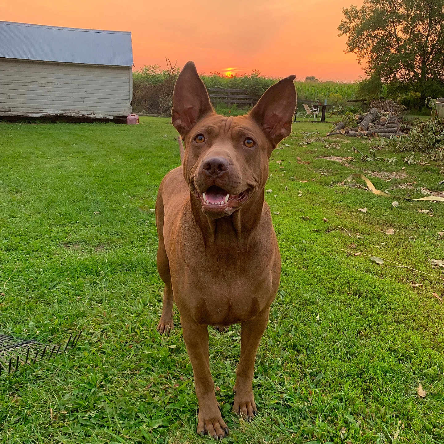 Cooper