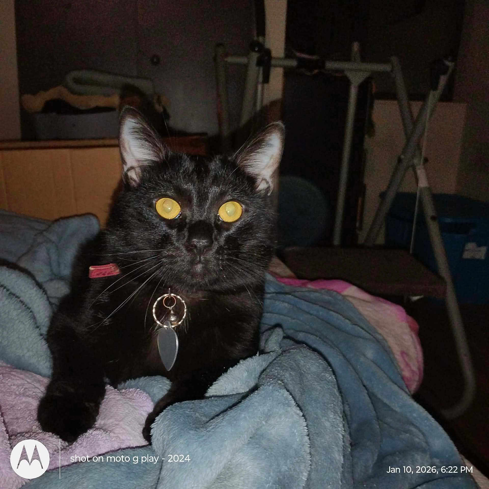 Lucky joined the competition — help win amazing prizes! cat, black_cat, pet, animal, indoor, blanket, furniture, collar, tag, eyes, face, whiskers, ears, soft_texture, cozy, domestic, resting, looking, night, shadow