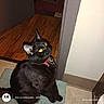 Lucky is registered to the contest to win money with this photo: black_cat, cat, indoor, floor, wood_floor, doorway, collar, pet, animal, curious, yellow_eyes, sitting, fur, whiskers, mat, wall, home, domestic, looking_up, alert