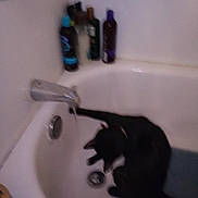 Lucky is registered to the contest to win money with this photo: bathtub, black_cat, cat, faucet, water, bottle, bathroom, pet, animal, sink, indoor, container, tile, plumbing, domestic, relaxing, curled_up, feline, home, blurry