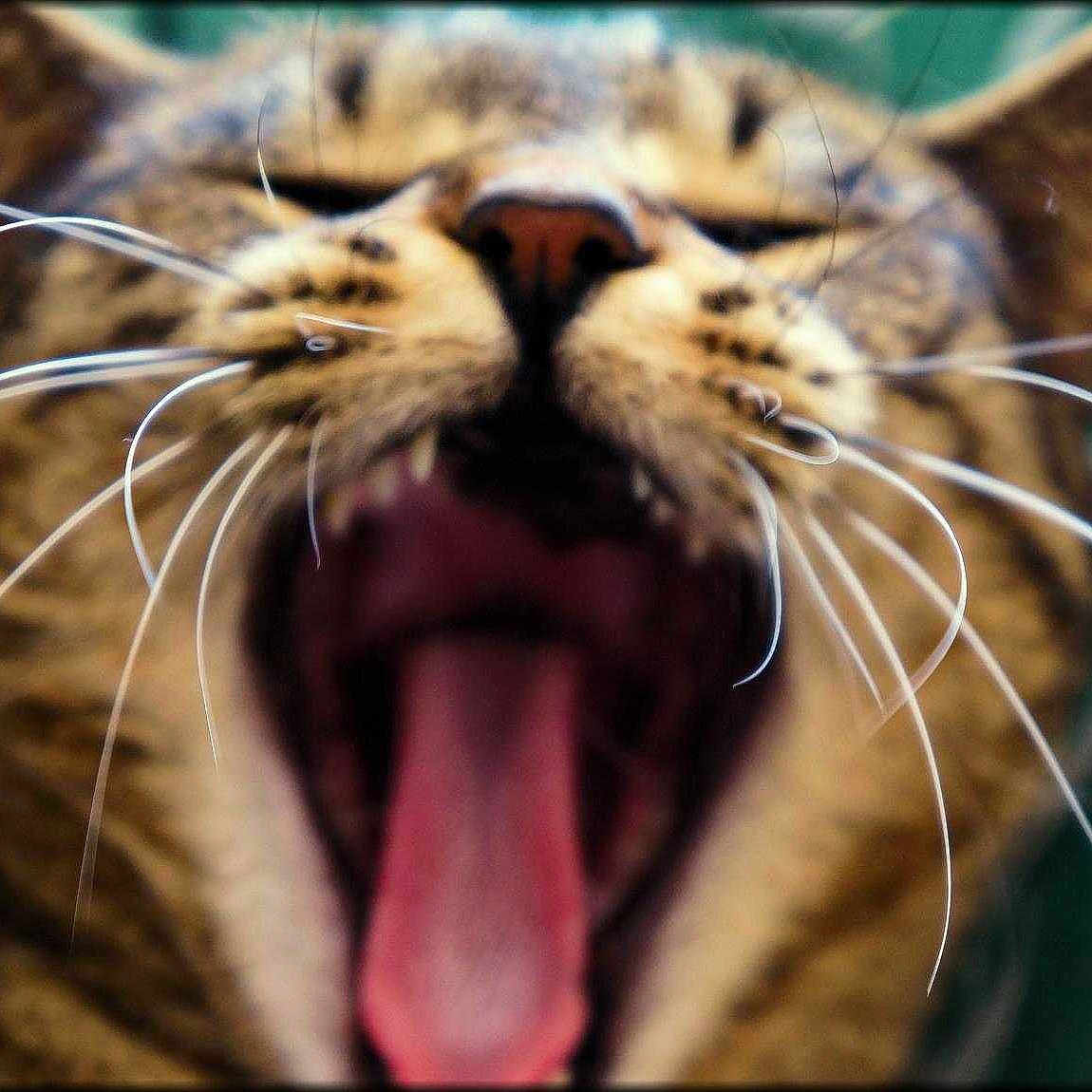 Pépite
