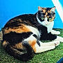 Cannelle participe au concours pour gagner de l'argent avec cette photo : cat, calico, green_eyes, grass, blue_wall, outdoor, animal, feline, fur, pet, resting, relaxed, whiskers, tail, ears, nature, sunlight, cute, mammal, domestic