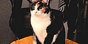 Cannelle participe au concours pour gagner de l'argent avec cette photo : cat, calico, pet, indoor, cushion, orange, stitching, plant, leaves, shadow, feline, sitting, alert, curious, fur, whiskers, ears, tail, home, cozy
