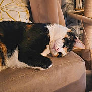 Cannelle participe au concours pour gagner de l'argent avec cette photo : cat, calico_cat, pet, animal, feline, resting, couch, indoor, home, cozy, fur, whiskers, relaxed, pillow, scratching_post, soft_light, closeup, sleepy, comfort, domestic