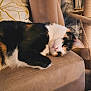 cat, calico_cat, pet, animal, feline, resting, couch, indoor, home, cozy, fur, whiskers, relaxed, pillow, scratching_post, soft_light, closeup, sleepy, comfort, domestic