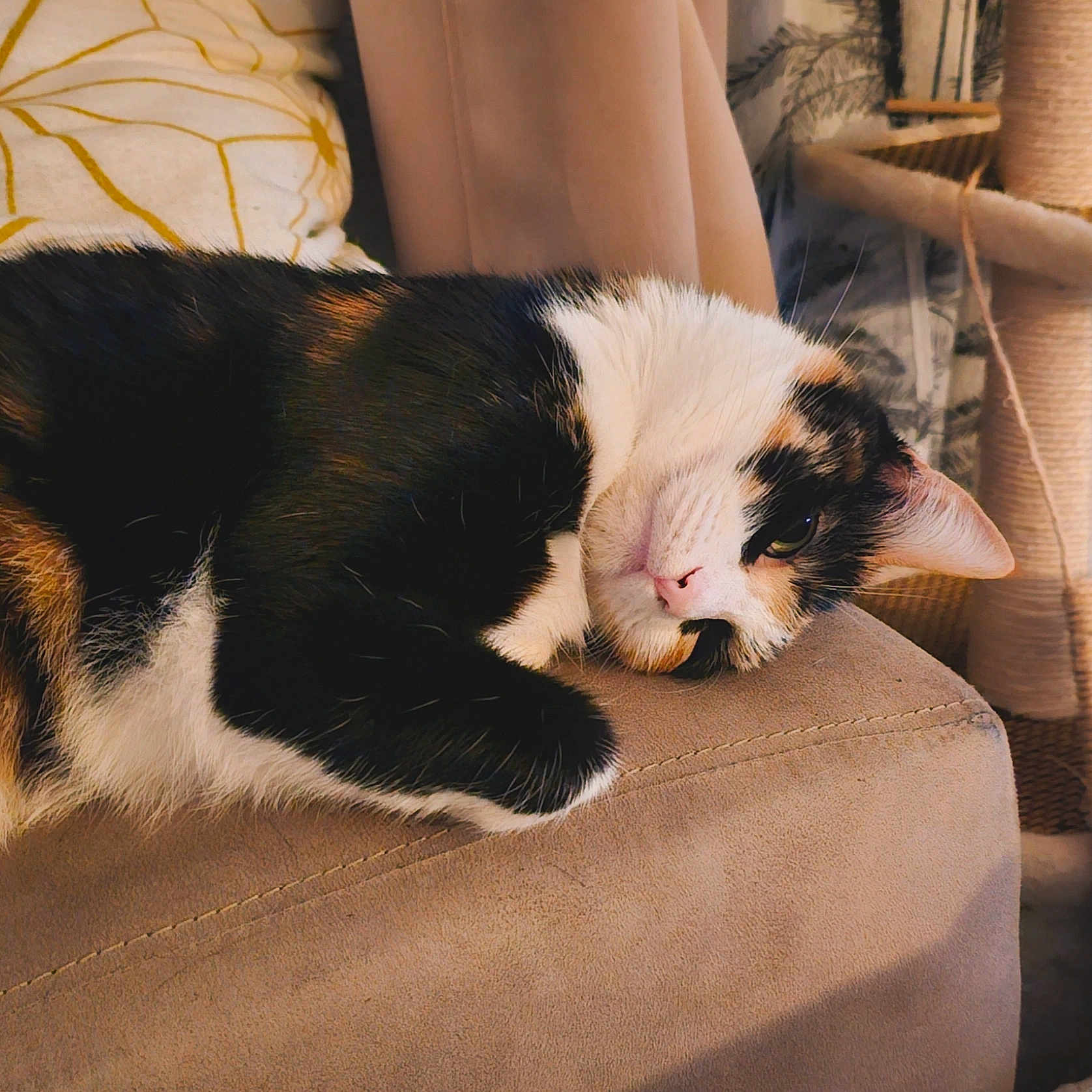 Cannelle participe au concours pour gagner de l'argent avec cette photo : cat, calico_cat, pet, animal, feline, resting, couch, indoor, home, cozy, fur, whiskers, relaxed, pillow, scratching_post, soft_light, closeup, sleepy, comfort, domestic