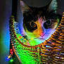 Cannelle a rejoint le concours — aidez-le/la à gagner de superbes lots ! cat, basket, colorful_lights, close_up, curious, indoor, pet, whiskers, face, eyes, woven, string_lights, night, glowing, decorative, feline, cute, playful, lighting, background_blur