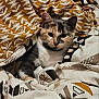 Yuna a rejoint le concours — aidez-le/la à gagner de superbes lots ! cat, calico, blanket, pattern, cozy, indoor, pet, fur, sleepy, cute, resting, animal, whiskers, ears, comfort, domestic, soft, relaxing, bed, curious